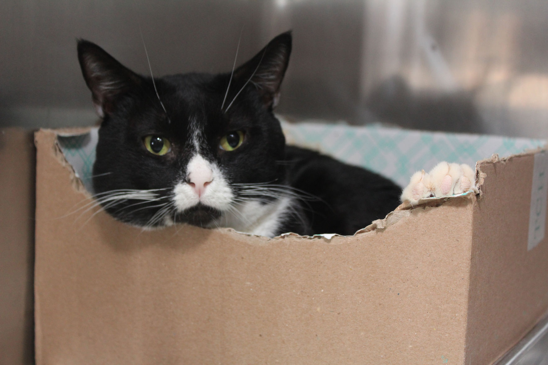 Adopt A Friend: Parker